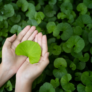  Hands gently holding a single gotu kola leaf above a lush bed of similar leaves.