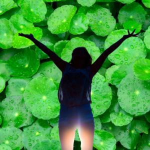  a person joyfully standing with arms raised against a vibrant backdrop of dew-covered gotu kola leaves.