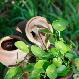 gotu kola plant growing beside rustic clay pots in a garden.