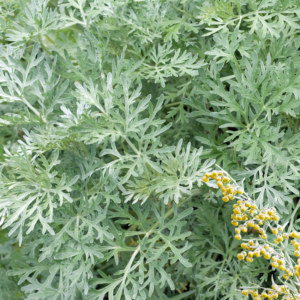 Close-up of lush, silvery-green wormwood leaves with small yellow flowers.