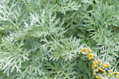 Close-up of lush, silvery-green wormwood leaves with small yellow flowers.