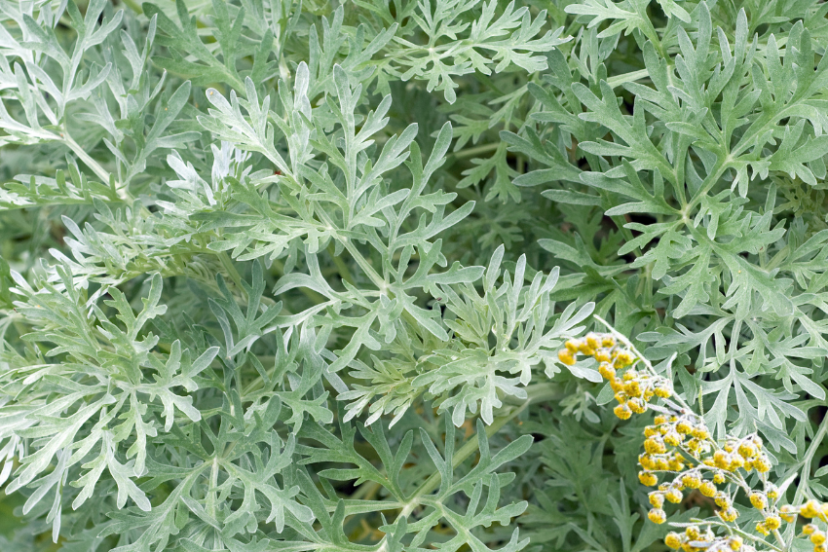 Close-up of lush, silvery-green wormwood leaves with small yellow flowers.