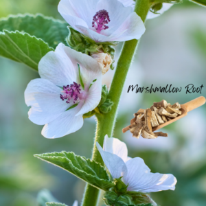 Marshmallow plant with white flowers and a wooden scoop of marshmallow root pieces.