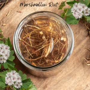 Pot of marshmallow root soaking in a jar, surrounded by marshmallow flowers and leaves.**