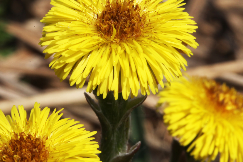 Close-up of bright yellow coltsfoot flowers with a green leaf inset in the corner.