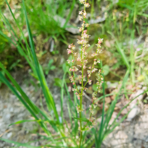 A small plant with slender green leaves and a tall stem topped with tiny reddish flowers.