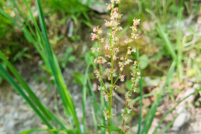 A small plant with slender green leaves and a tall stem topped with tiny reddish flowers.