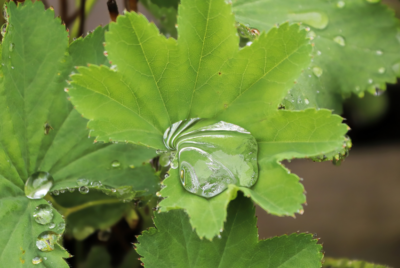 Close-up of green lady's mantle leaves with dewdrops.