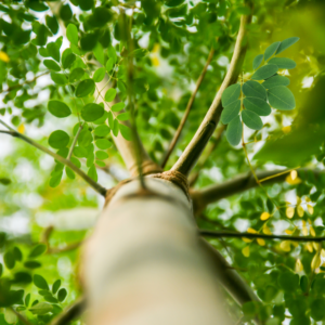 Upward view of a moringa tree with branches and green leaves.