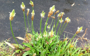  A cluster of plantain flowers on slender green stems, showcasing their small white blooms against a dark background.