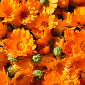  Close-up of vibrant orange calendula flowers.