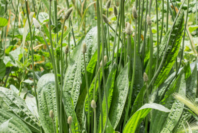 A well-developed plantain weed with broad, lush green leaves growing in natural soil.