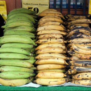 Three rows of plantains displaying various degrees of ripeness.