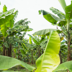 A plantain plantation with tall plantain plants and broad green leaves under a clear sky.