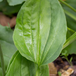  Close-up of a single plantain leaf, displaying its broad, veined texture and vibrant green color.