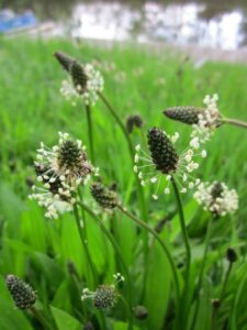  Close-up of several plantain flowers, showcasing their slender, green spikes and tiny white blooms.