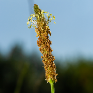  Close-up of a plantain flower spike with small yellowish-green flowers on a slender stem against a blurred background.